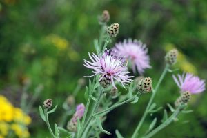 Spotted Knapweed